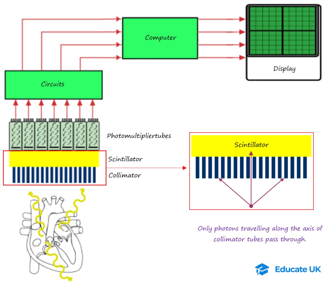 Diagram of gamma camera components from collimator through photomultiplier tubes