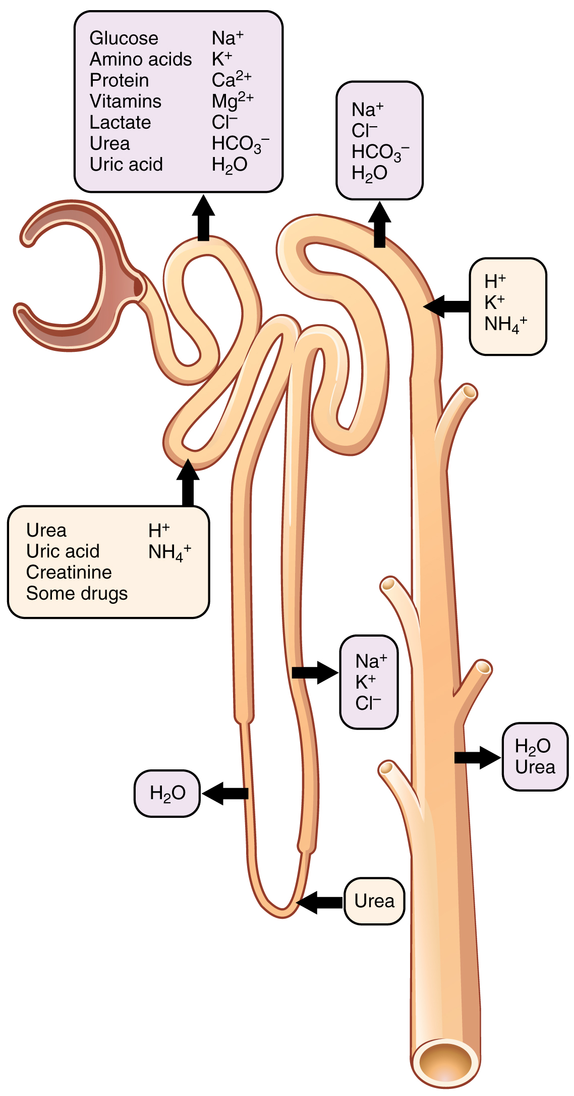 OpenStax nephron schematic showing proximal secretion and reabsorption, descending-limb water reabsorption, ascending-limb sodium potassium chloride reabsorption, and collecting-system transport.