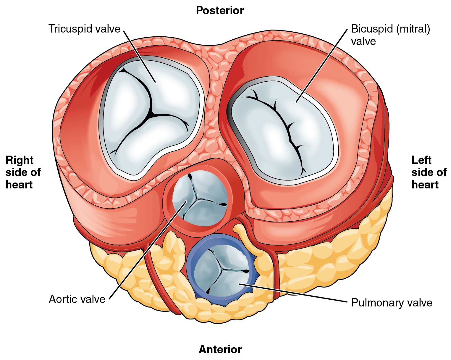 Superior cutaway of the heart showing pulmonary and aortic semilunar valves and tricuspid and mitral atrioventricular valves, surrounded by fibrous support.